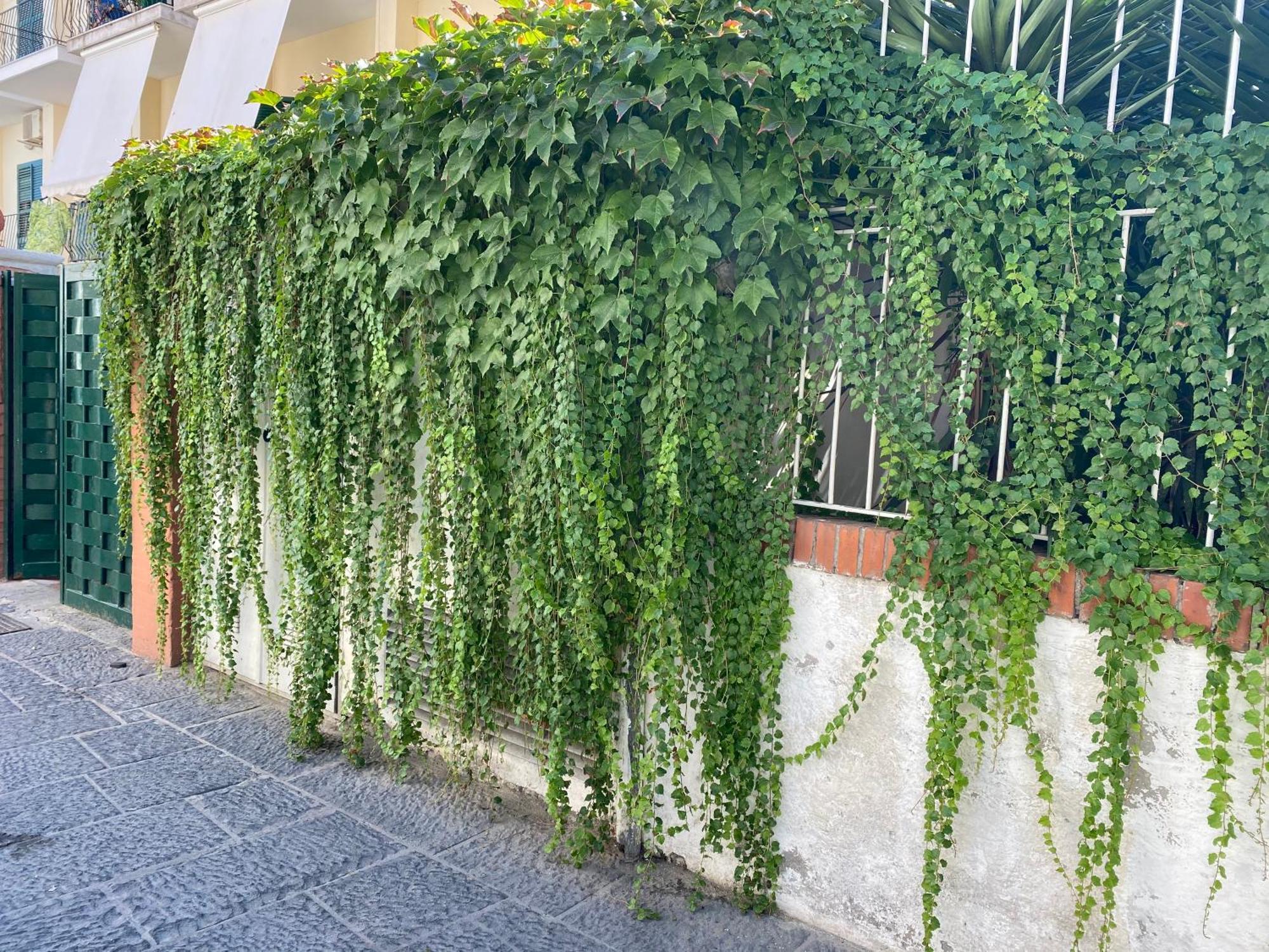 Ammore Ammare Apartment Ischia Dış mekan fotoğraf